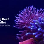 Reef chain wallet